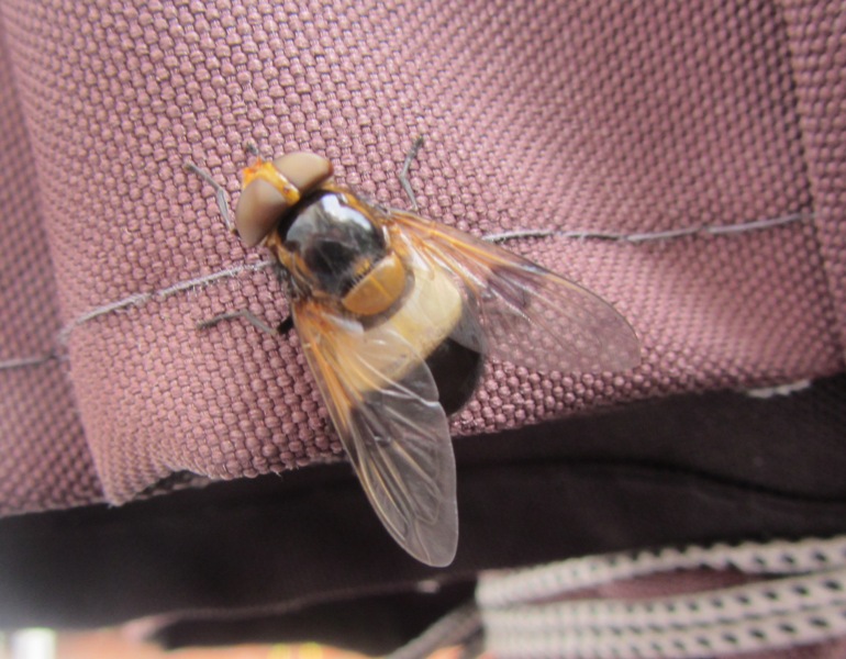 onbekende vlieg of bij